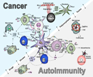 Graphic depicting Cancer and Autoimmunity and Immunology