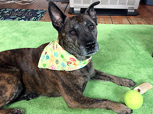 Dog patient, Suzzy, treated at Tufts University for diffuse large B cell lymphoma
