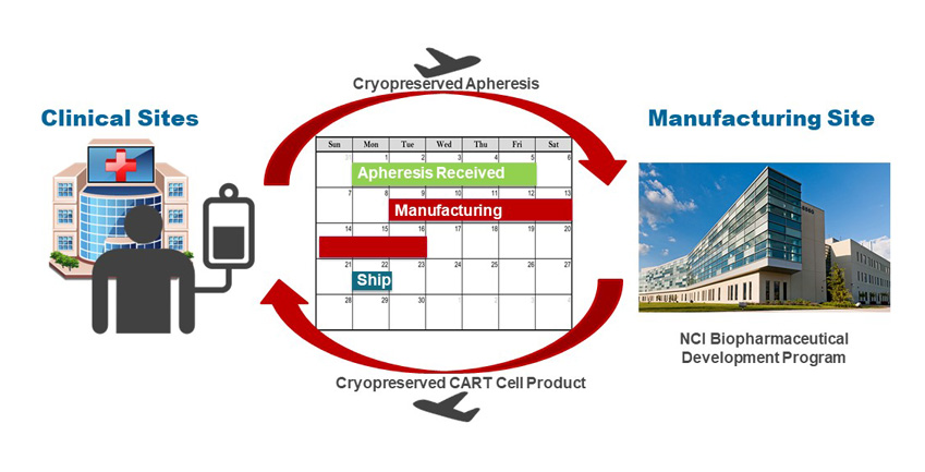 Overview of BDP/FNLCR CAR-T Cell Development: Clinical sites will cryopreserve and ship T-cell source material to the BDP facility and, after a 2-week manufacturing and testing process, will receive cryopreserved CAR-T cell product ready for infusion.