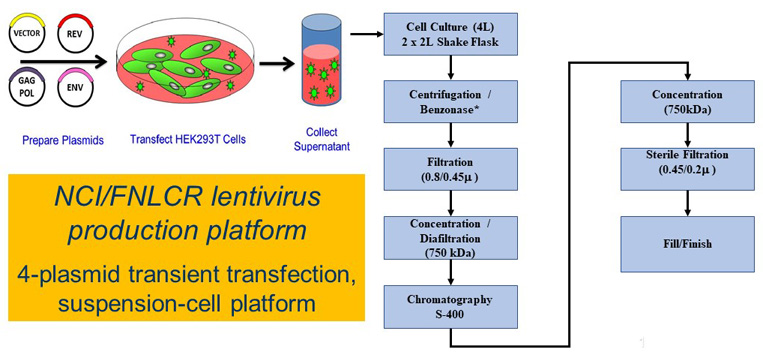 Schematic demonstrating the steps in lentivirus production