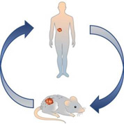 Screening Efforts for Anticancer Agent Discovery