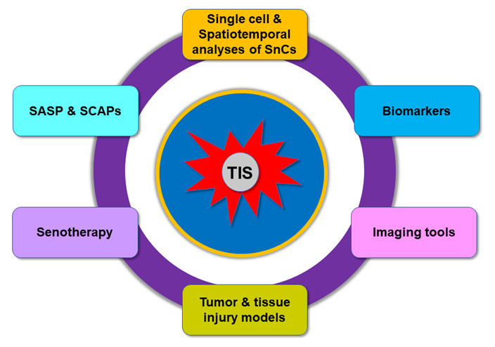 Senescent cell as a target of “one-two punch” cancer therapy