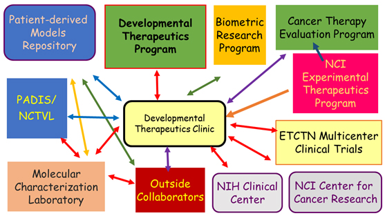 The DCTD Medical Writing and Protocol Support Group facilitates interactions and interdependencies.