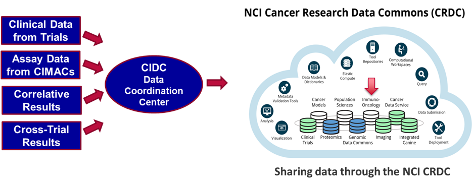 Diagram depicting various data flowing into CIDC from correlative studies, and from CIDC to the NCI Cancer Research Data Commons (CRDC) for sharing with the general research community.