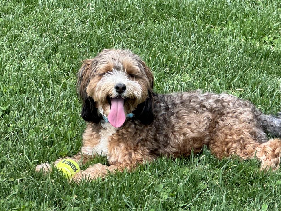 A light tan dog lays in the grass