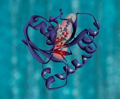 KRAS inhibitor bound to KRAS oncoprotein