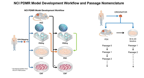 NCI PDMR Model Development Workflow and Passage Nomenclature