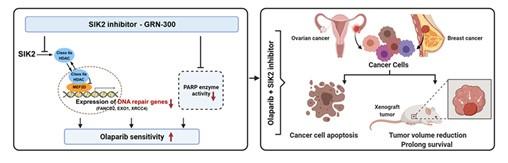 Figure shown here depicts a therapeutic strategy to enhance Ovarian cancer PARP inhibitor sensitivity.