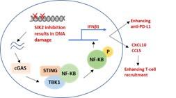This figure shows how SIK2 inhibition leads to DNA damage which activates the cGAS/STING pathway resulting in increased T-cell recruitment and enhance anti-PD-L1 activity.