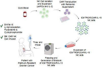 This figure shows the process of generating and biobanking GMP-grade off the shelf iC9/TROP2CAR/IL-15 Natural Killer Cells.