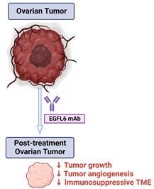 This figure illustrates an ovarian tumor pre and post treatment with the EGFL6 monoclonal antibody.