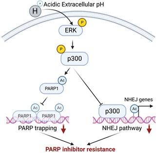 This figure shows the intracellular process of targeting p300 and olaparib in homologous recombination deficiency epithelial ovarian cancers.