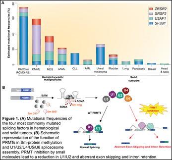 Figure shows mutational frequencies of 4 commonly mutated splicing factors in hematological and solid tumors, representation of the function of PRMTs in Sm-protein methylation and U1 U2 U4 U5 U6 spliceosome assembly.
