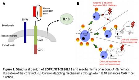 Structural Design of EGFRt/371-28Z-IL18 and mechanisms of action (A) Schematic Illustration of the Construct (B) Mechanisms through which IL18 enhances CAR T cell function.