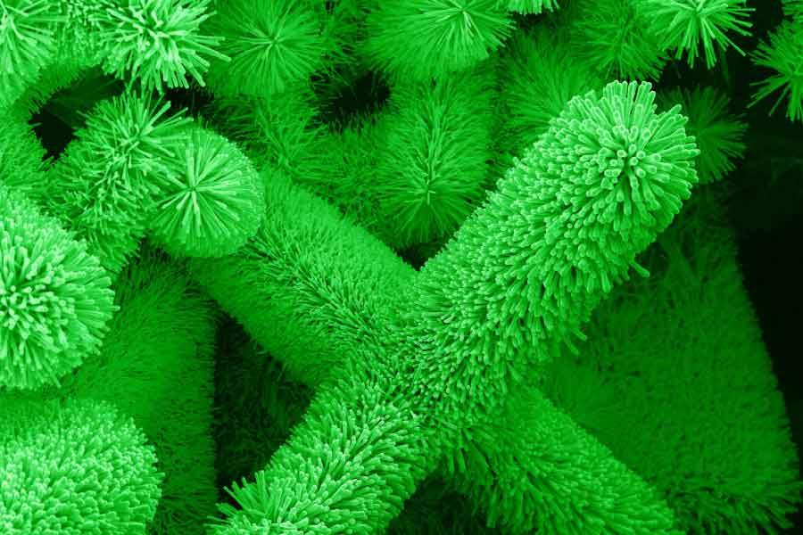 An electron microscope image of ZnO nanowires, which appear as fuzzy green cylinders at different angles, on a black background. 