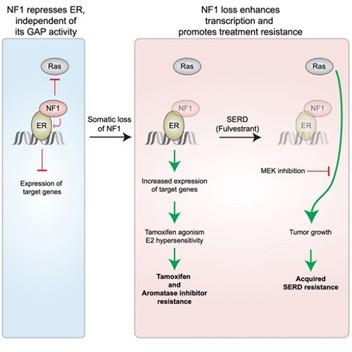 This figure is a schematic that shows inactivation of the NF1 (neurofibromatosis type 1) gene correlates with poor outcome. 