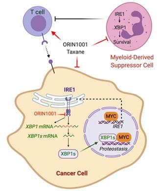 This figure illustrates the hypothesis that inhibition of the IRE1/XBP1 pathway with the IRE1 inhibitor ORIN1001 compromises MYChigh breast cancers by inhibiting obligatory UPR stress adaptation required for cellular viability.