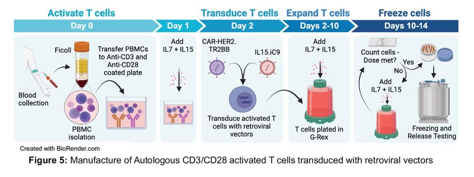This figure shows the manufacturing process of Autologous CD3/CD28 activated T cells transduced with retroviral vectors