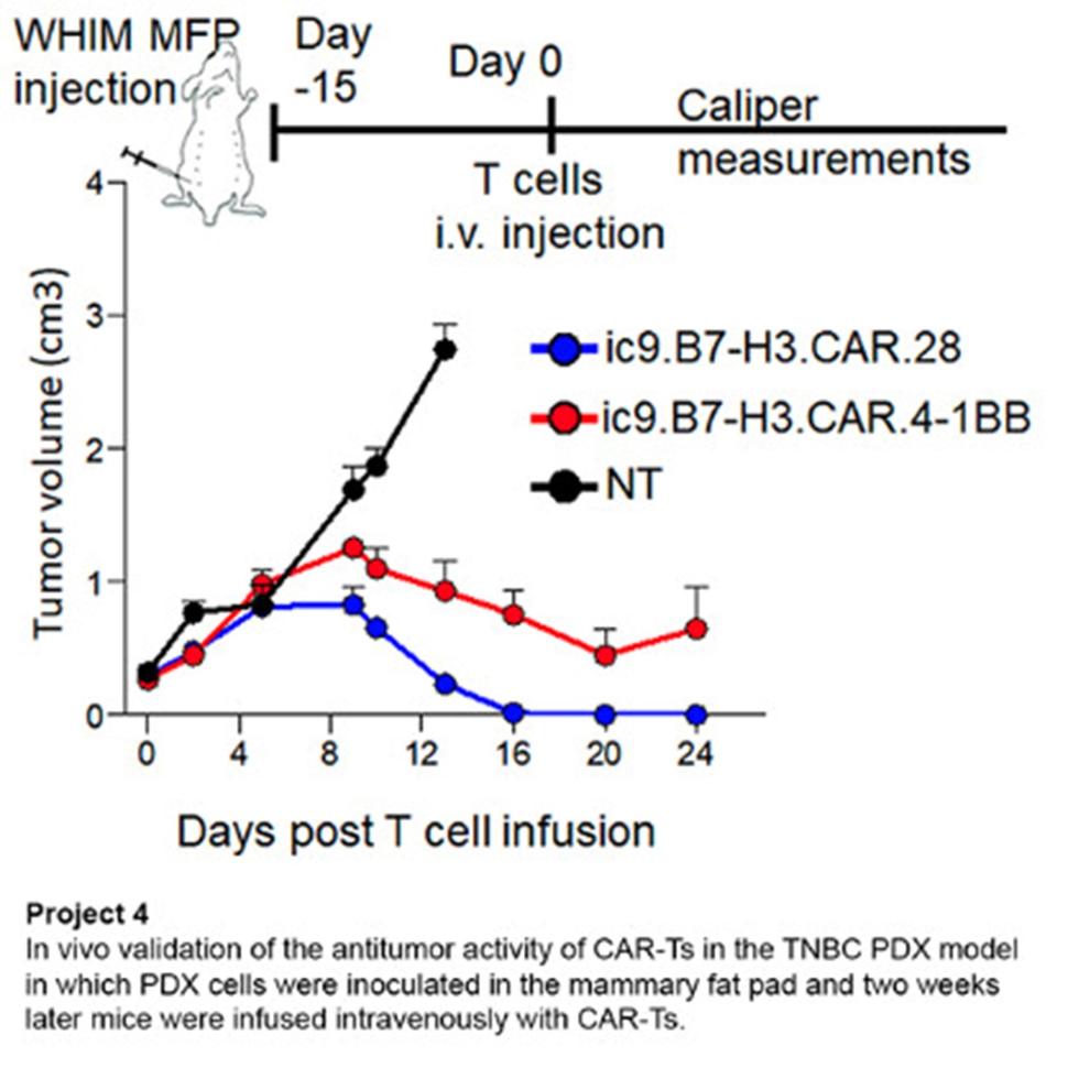 This figure shows a graph depicting the in vivo validation of the antitumor activity of CAR-Ts in a Triple Negative Breast Cancer Patient Derived Xenograft model.