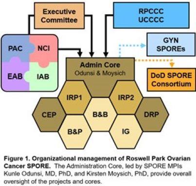 This figure shows the organizational management of the Roswell Park Ovarian Cancer SPORE.
