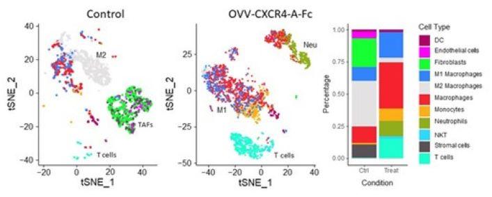 Graphical summary of reprograming the ovarian TME by treatment with CXCR4-A-Fc-armed oncolytic virotherapy 