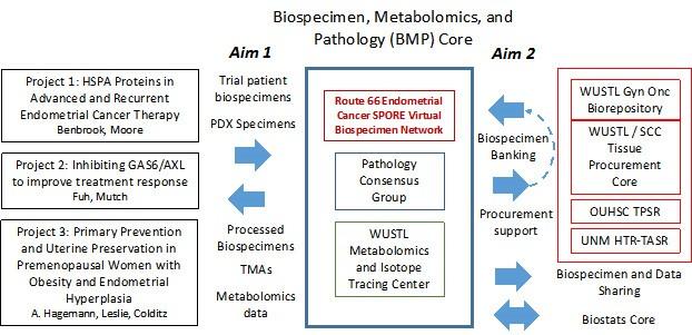 This figure shows the organizational structure of the Biospecimen, Metabolomics and Pathology Core.