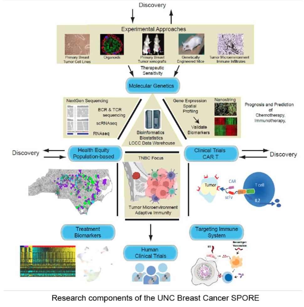 This figure shows the research components of the University of North Carolina Breast Cancer SPORE