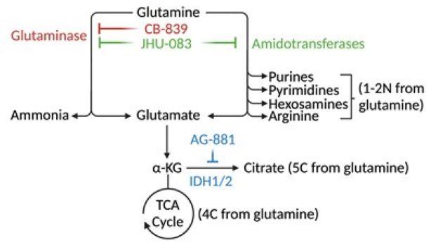Drugs and enzymes to be studied are shown in this figure