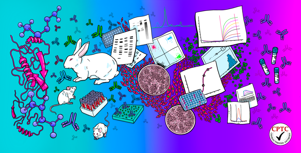 Illustration of scientific research elements: molecular structures, antibodies, animals (rabbit and mice), lab equipment (test tubes, petri dishes), and scientific charts. Logo in the bottom right corner reads "CPTC Characterized Antibody" with a checkmark.