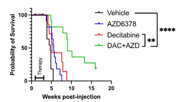 The figure depicts Kaplan-Meier curves showing improved survival of TP53-mutated AML in mice treated with decitabine plus ATR inhibitor compared with decitabine alone