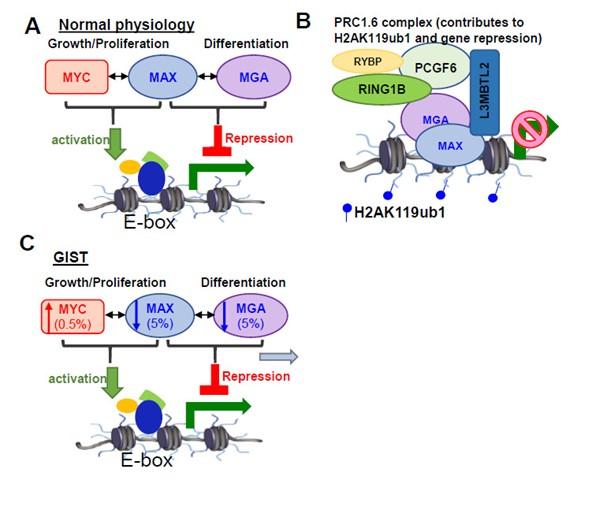 Figure displays how MAX/MGA/MYC mutations affect GIST development 
