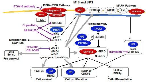 Model for tumorigenic Hippo signaling in MFS/UPS.