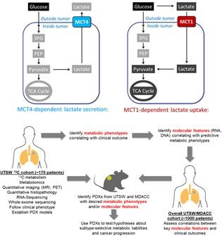 There are two figures showing metabolic phenotypes in NSCLC include MCT4-mediated lactate secretion and MCT1-mediated lactate uptake.  On the bottom shows the experimental and informatics workflow for Aim 1.