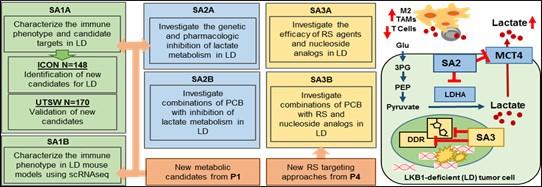 This figure shows a summary of the specific aims of Project 2 and an LBK-1 deficient tumor cell