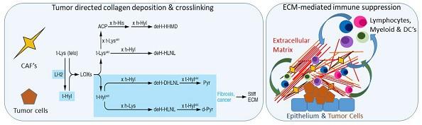 This figure depicts tumor directed collagen deposition and crosslinking, and ECM-mediated immune suppression.