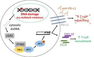 This figure shows replication stress targeting via Aurora Kinase inhibitors activates the STING pathway.