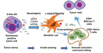 This figure displays telomerase-mediated replication stress-targeted therapy on immune modulation function 