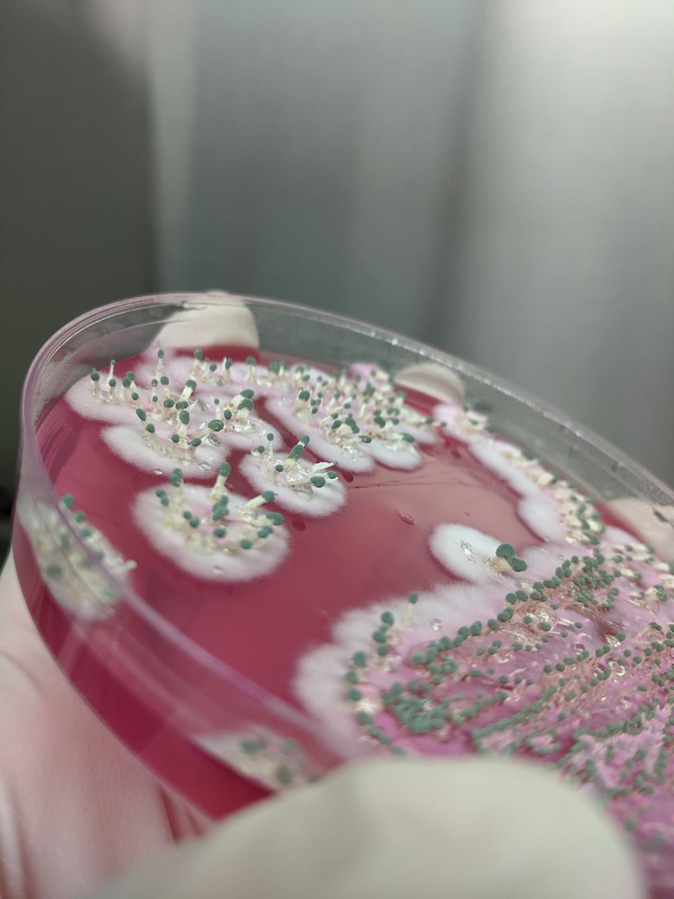 A close-up of a Petri dish with small, white fungi with green tips growing from it. There are groupings of fungi throughout the Petri dish. These growths are coming from white circles that are on top of the red of the Petri dish. 