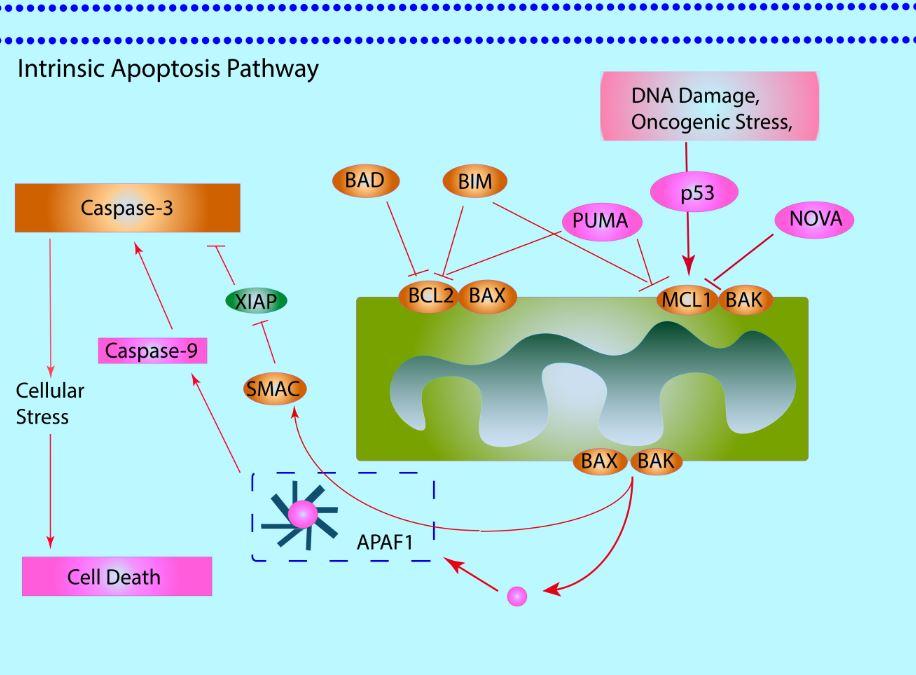 Image of apoptosis pathways and key regulator proteins involved.