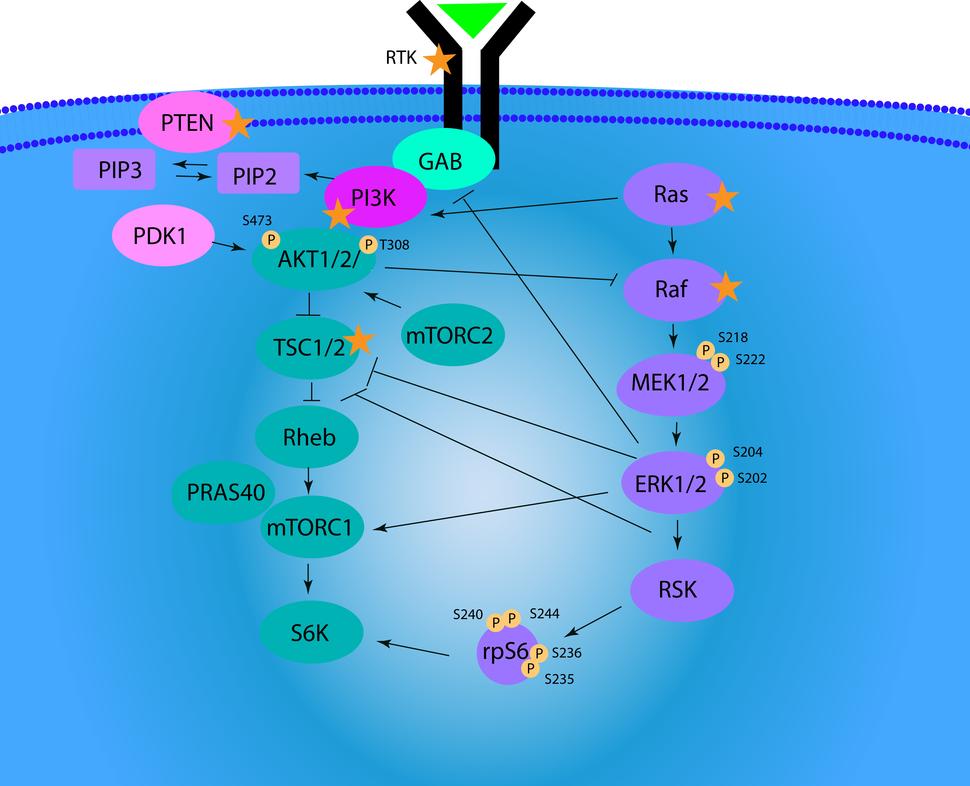 Overview of PI3K/AKT/mTOR signaling pathway and phospho-proteins that are quantitated in the Luminex Signaling panel. 