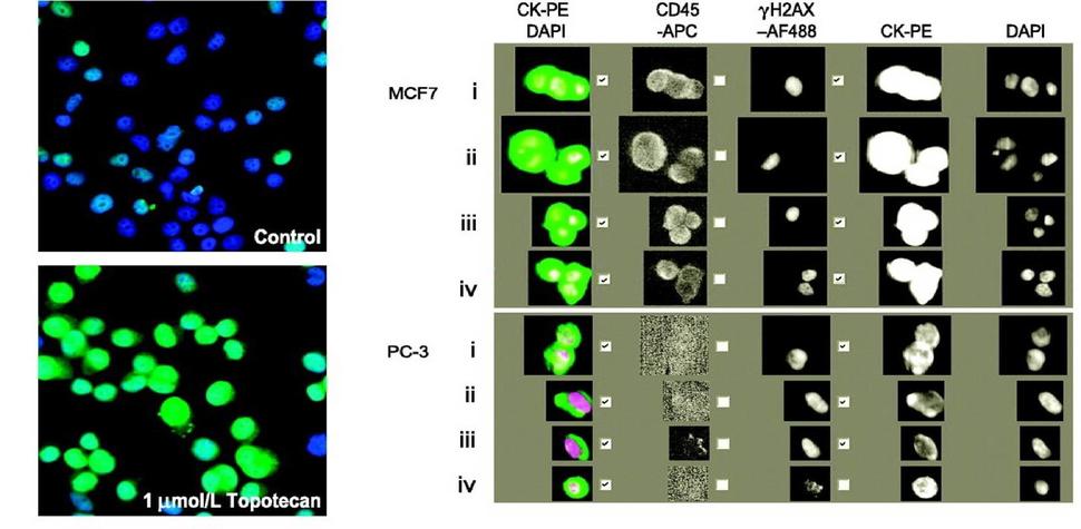 Photomicrographs of CTC markers in tumor cell lines and whole blood samples