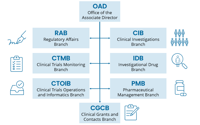Diagram of CTEP program structure showing seven branches reporting to the Office of the Associate Director (OAD).
