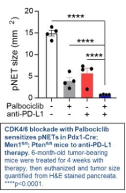 This figure shows the results of tumor size quantification from H and E stained mouse pancreata.