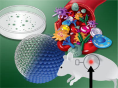 An illustration of a Petri dish with green dots, a cell with both the scaffolding interior structure and blue, bumpy exterior structure visible, a cut-away of r blood vessel with different shapes emerging from it, and a mouse with a small red dot on the upper middle of its body with an arrow pointing at the red dot.
