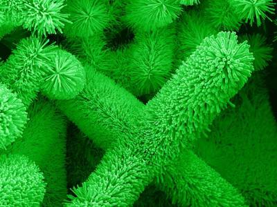 An electron microscope image of ZnO nanowires, which appear as fuzzy green cylinders at different angles, on a black background. 