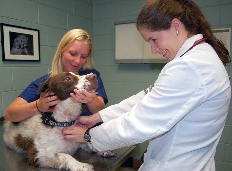 A physician and assistant examine a dog patient at the University of Minnesota