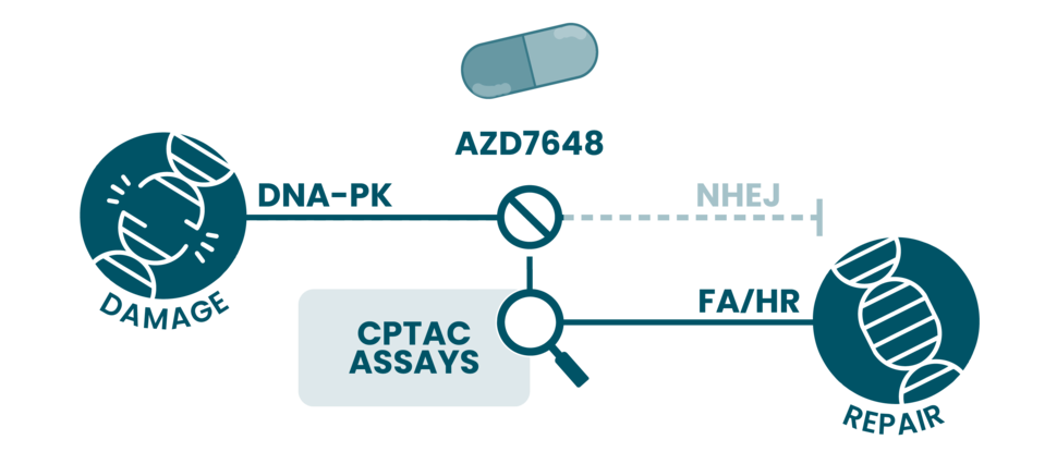AZD7648, a DNA-dependent protein kinase inhibitor, alters DNA repair signaling. CPTAC Assays have revealed compensatory activation in patient samples treated with AZD7648.